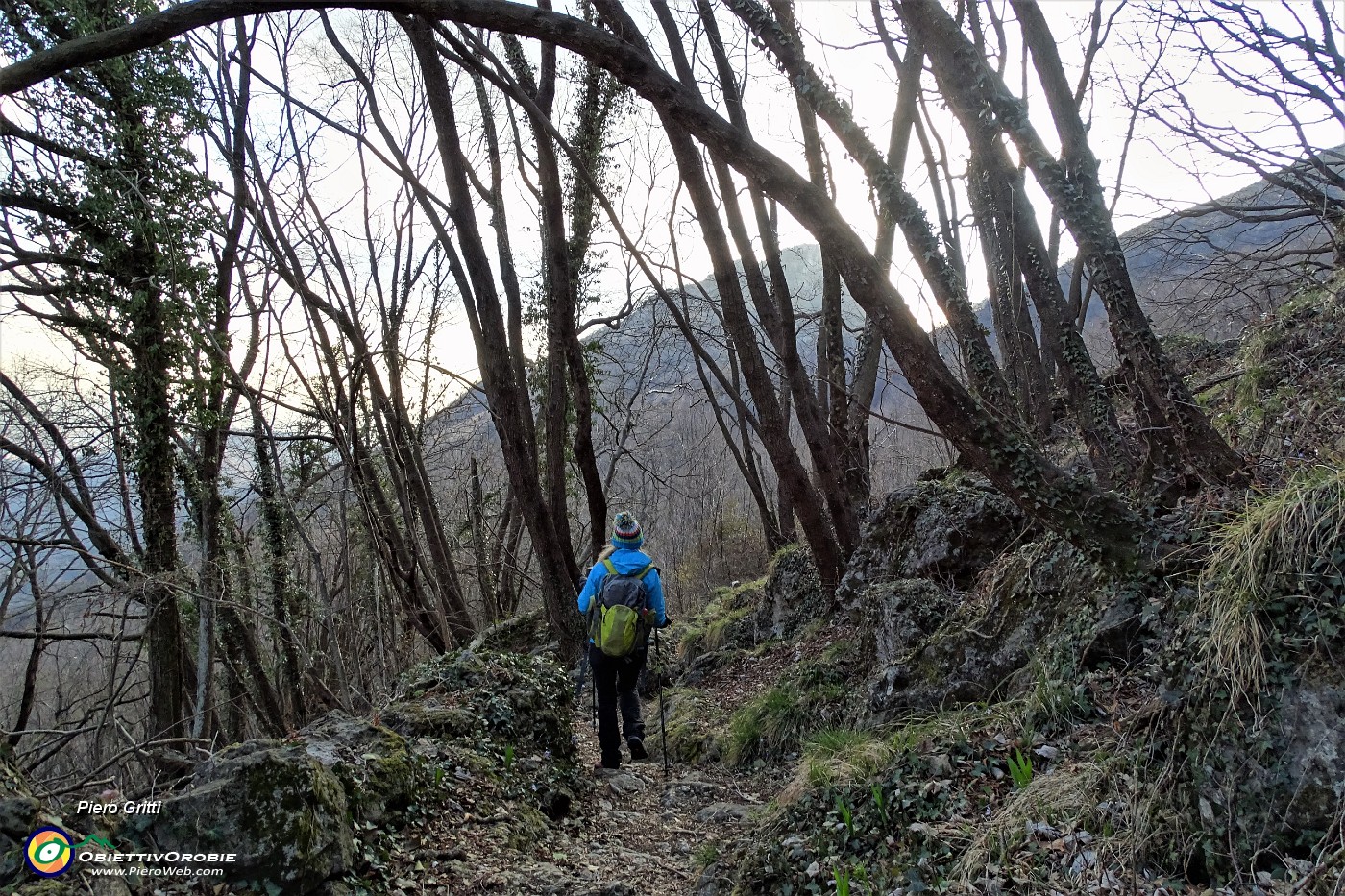 84 In continua discesa su bel sentiero in bosco di carpini neri.JPG